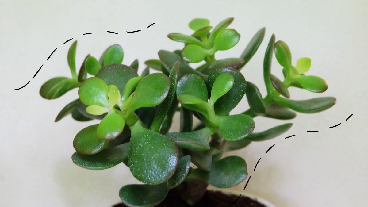 El truco casero del ajo para darle vida al árbol de Jade en tiempo récord y atraer dinero